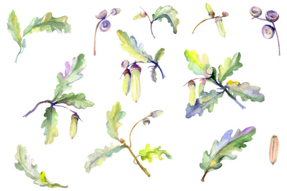 Download Acorn Watercolor - Acorn Collection